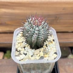 宇田ゼブラ ホリダ Euphorbia horrida 宇田ゼブラ ホリダ Euphorbia horrida - メルカリ