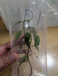 ベゴニア系 水草 D1 Begoniaのサムネイル