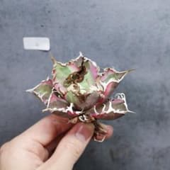 アガベ　チタノタ　オテロイ　シーザー錦　斑入り　極上株　4 アガベ チタノタ オテロイ シーザー錦 極上株 斑入り 2 - メルカリ