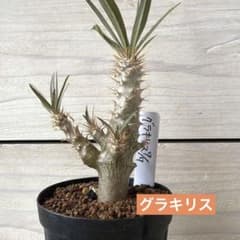 パキポディウム 【グラキリス】実生 2025年蒔種 鉢ごと発送 - メルカリ