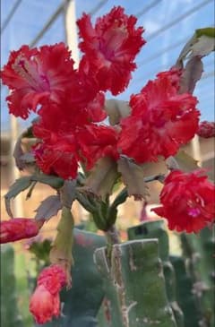 デンマークカクタス シャコバサボテン 赤羽 葉挿し 1448 - メルカリ