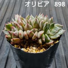 オリビア 898 エケベリア 多肉植物 抜き苗 - メルカリ