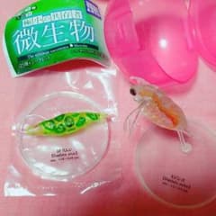 ガチャ 微生物 ミドリムシ ミジンコのサムネイル