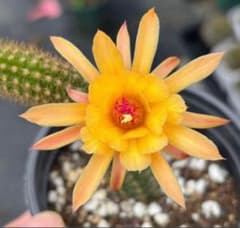 多肉植物 花サボテン 金紐シリーズ 黄水晶 - メルカリ