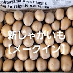 新じゃがいも 【メークイン】小芋　農薬不使用のサムネイル