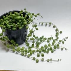 多肉植物☆グリーンネックレス☆抜き苗のサムネイル