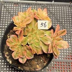 アエオニウム錦❤️ブロンズメダル錦❤️甜茶錦❤️ 状態図 56#観葉植物 アエオニウム錦❤️ブロンズメダル錦❤️甜茶錦❤️7大頭