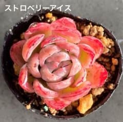 ❣️ストロベリーアイス❣️現品 エケベリア 寄せ植え 多肉弁当 多肉植物 m85178412436_1.jpg?1713698373