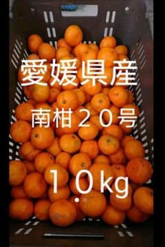 愛媛県産 無農薬みかん(南柑20号)１０kgのサムネイル