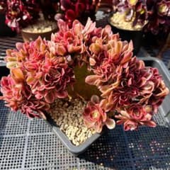 レア種 アエオニウム 香妃(綴化) (超大品) 法師錦 多肉植物 - メルカリ