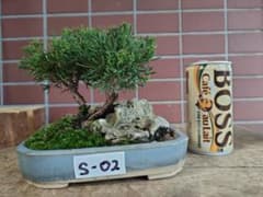 真柏盆栽素材 石付き盆栽 S-02 全高14cm - メルカリ