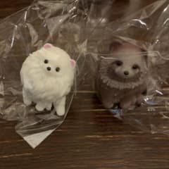 おすわり〜ぬ 白ぽめ〜ぬ た〜ぬ セットのサムネイル