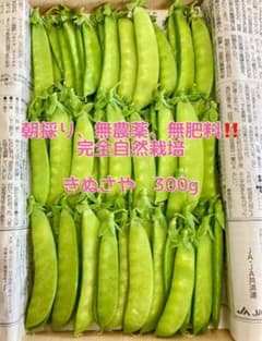 完全自然栽培、朝採りきぬさやのサムネイル