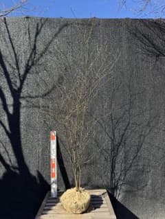 クロモジ 山採り 【品番3535】 - メルカリ