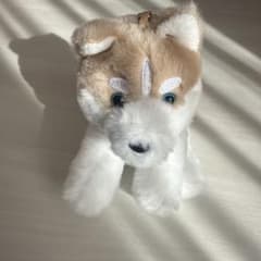 シベリアンハスキー ぬいぐるみ 約15cmのサムネイル