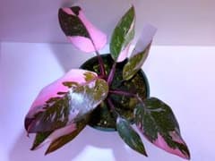 【スーパー・ピンク】フィロデンドロン ピンクプリンセス スーパー 観葉植物のサムネイル