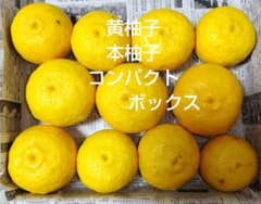 24 黄柚子 本柚子 コンパクトボックスのサムネイル
