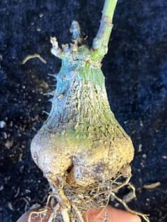 ぽ*ん様 KK43 アデニア アクレアータ 塊根植物 多肉植物 実生株のサムネイル