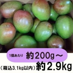 紫3-9】約2.9kg グリーンマンゴー 青マンゴー マンゴー 摘果マンゴー