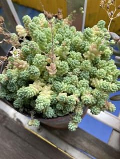 多肉植物 セダム「マジョール」のカット苗　20カットのサムネイル