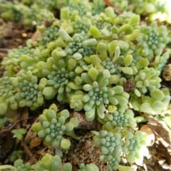 ルベンスリザード 20本 抜き苗 セダム 多肉植物 - メルカリ