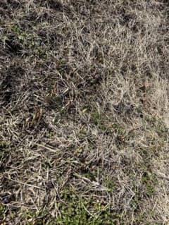 岩手県産つくし300ｇご注文入り次第収穫☆のサムネイル