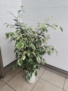 ベンジャミン スターライト 6号 白鉢ごと発送 高さ85cm 斑入り 観葉植物のサムネイル