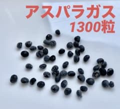 アスパラガス　種　1300粒 青森県産　無農薬のサムネイル