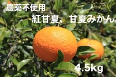 甘夏、紅甘夏みかん 箱込み約4.5kg (12〜16玉)のサムネイル