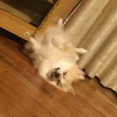 本田さん 専用のサムネイル