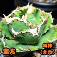 アガベ 蚩尤 OC株のサムネイル