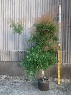 スモークツリー　ピンク花　送料込み価格のサムネイル