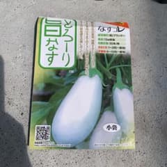 白ナス苗のサムネイル