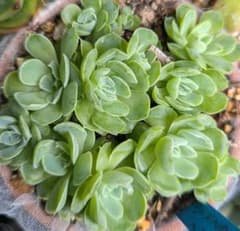 多肉植物 ラパス✖シムランスラグナサンチェス 抜き苗 - メルカリ