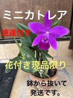 ミニカトレアのサムネイル