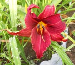 ☆ヘメロカリス・開花苗２株セット～(^^♪③のサムネイル