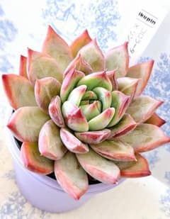 コロラータ(錦玉園BB)×リンゼアナ(堀川カクタス)札付きikupinさん苗