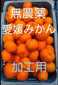 愛媛県産 無農薬みかん(加工用)１０kgのサムネイル