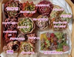 多肉植物 カット苗 詰め合わせのサムネイル