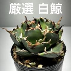 【厳選】アガベ チタノタ 白鯨のサムネイル