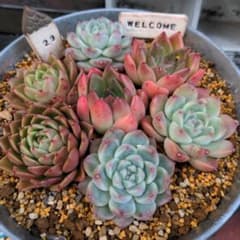 多肉植物 カット苗セットのサムネイル