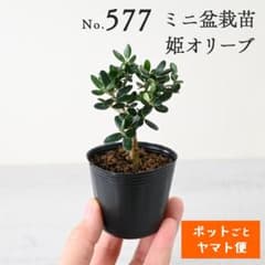 ポットごとヤマト便577】姫オリーブ 小葉性オリーブ 2号 ミニ盆栽苗