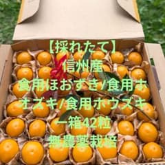 ②【採れたて】信州産食用ほおずき/食用ホウズキ/食用ホオズキ　42粒　無農薬栽培のサムネイル