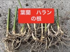 ○葉蘭の苗 健康な根付き　葉蘭　ハラン　葉ラン　苗　8〜10苗程度のサムネイル