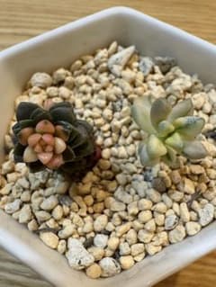 錦品種 小苗セット カット苗 未発根 - メルカリ