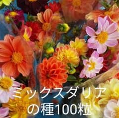 ミックスダリアの種100粒のサムネイル