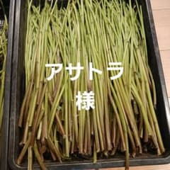 赤ミズ約500gのサムネイル