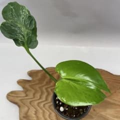 Q152 しわ葉個体 Bulbasaur モンステラ バルバソー フシギダネ - メルカリ