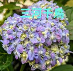 ヤマアジサイ 三河千鳥 山アジサイ 紫陽花 苗 庭植え 鉢植え - メルカリ