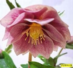 豪華クリスマスローズ 利休等交配発芽苗50番 - メルカリ